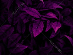 Beautiful abstract color white and pink flowers on dark background and black flower frame and pink leaves texture, pink background