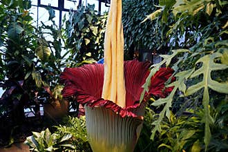 Titan Arum, also known as the corpse flower from Sumatra, Indonesia