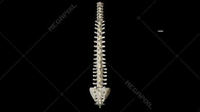 Types of scoliosis curves labeled