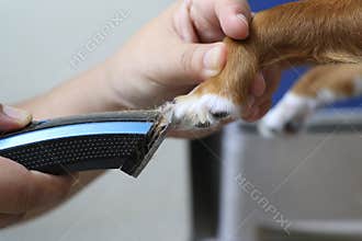Trim the fur on the toe of the pet