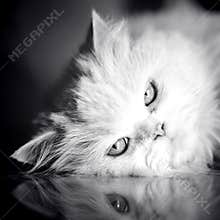 Elegant white cat