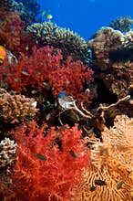 Multicolor corals with blue sea
