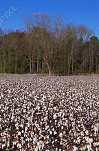 Cotton Field