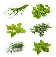 Collection of fresh herbs