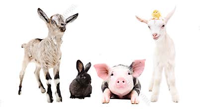 Cute little farm animals standing together