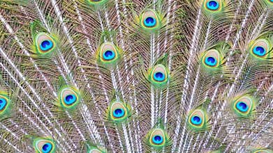Close-up of Peacock Feathers