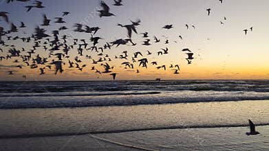 Birds at sunset on Siesta Key Beach in Sarasota, Florida