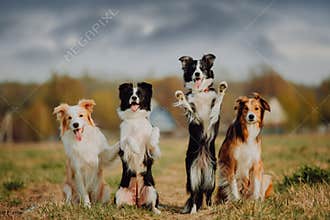 Group of happy dogs border collies on the grass in summer