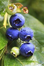 Ripe Blueberry Cluster on Bush