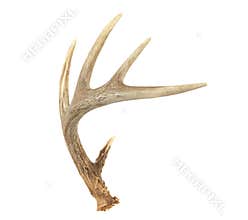 Angled Whitetail Deer Antler