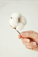 Cotton