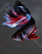 The betta fish