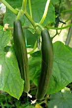 Cucumber