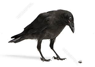 Crow Looking down at a dead fly
