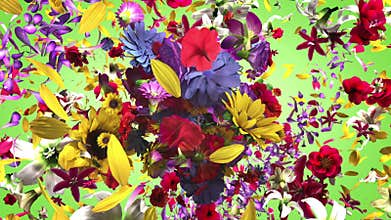 Exploding colorful flowers