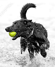Dog with tennis ball
