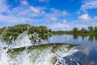 Fishing. Big pike fish jumping with splashing in water