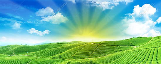 Green fields at sunrise