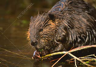 Beaver Eating