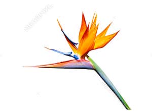 Bird of paradise flower isolated on white background