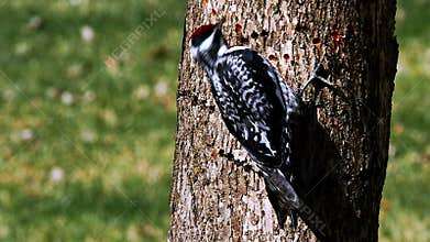 Yellow-bellied Sapsucker, Sphyrapicus varius, and holes that it drilled in tree trunk.