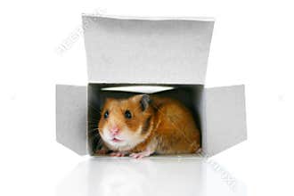 In the box