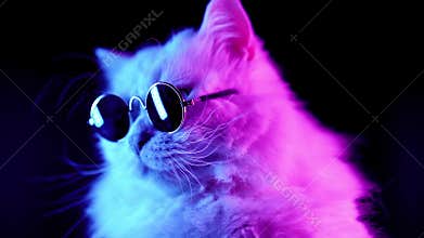 Portrait of white furry cat in fashion eyeglasses. Studio neon light footage.