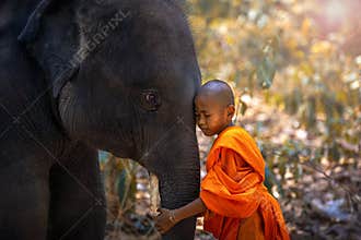 Novices or monks hug elephants. Novice Thai standing and big elephant with forest background. , Tha Tum District, Surin, Thailand