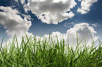 Grass and sky
