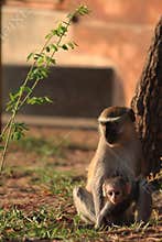 Vervet monkey with baby