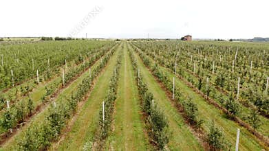 Aerial view of the Apple plantation. The cultivation of apples. Panorama Apple orchard shooting with a drone. Camera