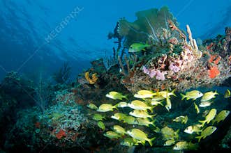 Reef and Fish Composition