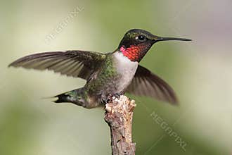 Male Ruby-throated Hummingbird