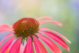 Single red flower catching the sun pastel background