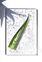 Wet Aloe vera leaves on the noon sun on the white background. T