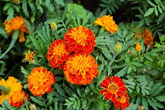 Close up of beautiful Marigold flower in the garden