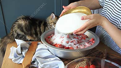 Hands of a young woman cut fresh ripe strawberries for making jam and kitten Maine Coon watching her work