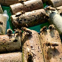 Winged domestic bees flew to watering place