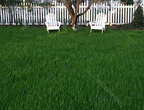 Grassy Lawn