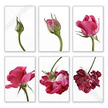 Pink rose in sequence