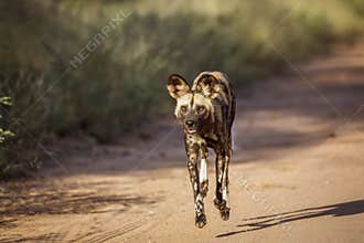 African wild dog in Kruger National park, South Africa