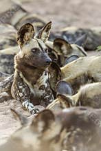 African wild dog in Kruger National park, South Africa