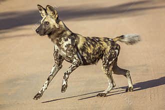 African wild dog in Kruger National park, South Africa