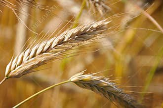 Ears of Wheat