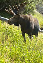 Moose