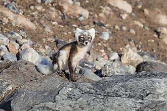Arctic fox Vulpes lagopus also known as polar fox in summer