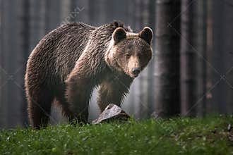 A brown bear in the forest. Big Brown Bear. Bear sits on a rock. Ursus arctos.