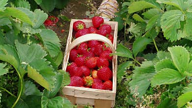 Person hand put down red strawberries to basket in garden