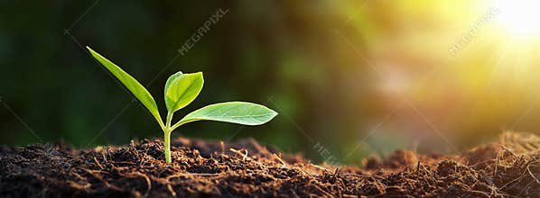 panorama small tree growing with sunrise. green world and earth day concept