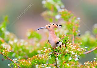 The hoopoe is photographed in the thick grass and on the branches